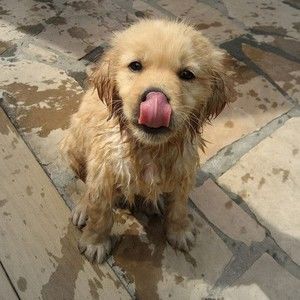 Meet your Posher, Dolores